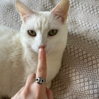 Каблучка Ніс кота